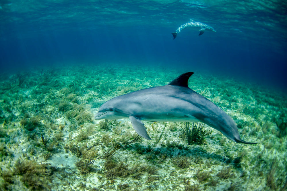 This is an underwater photo showing Dolphins swimming that inspired the corresponding necklace.