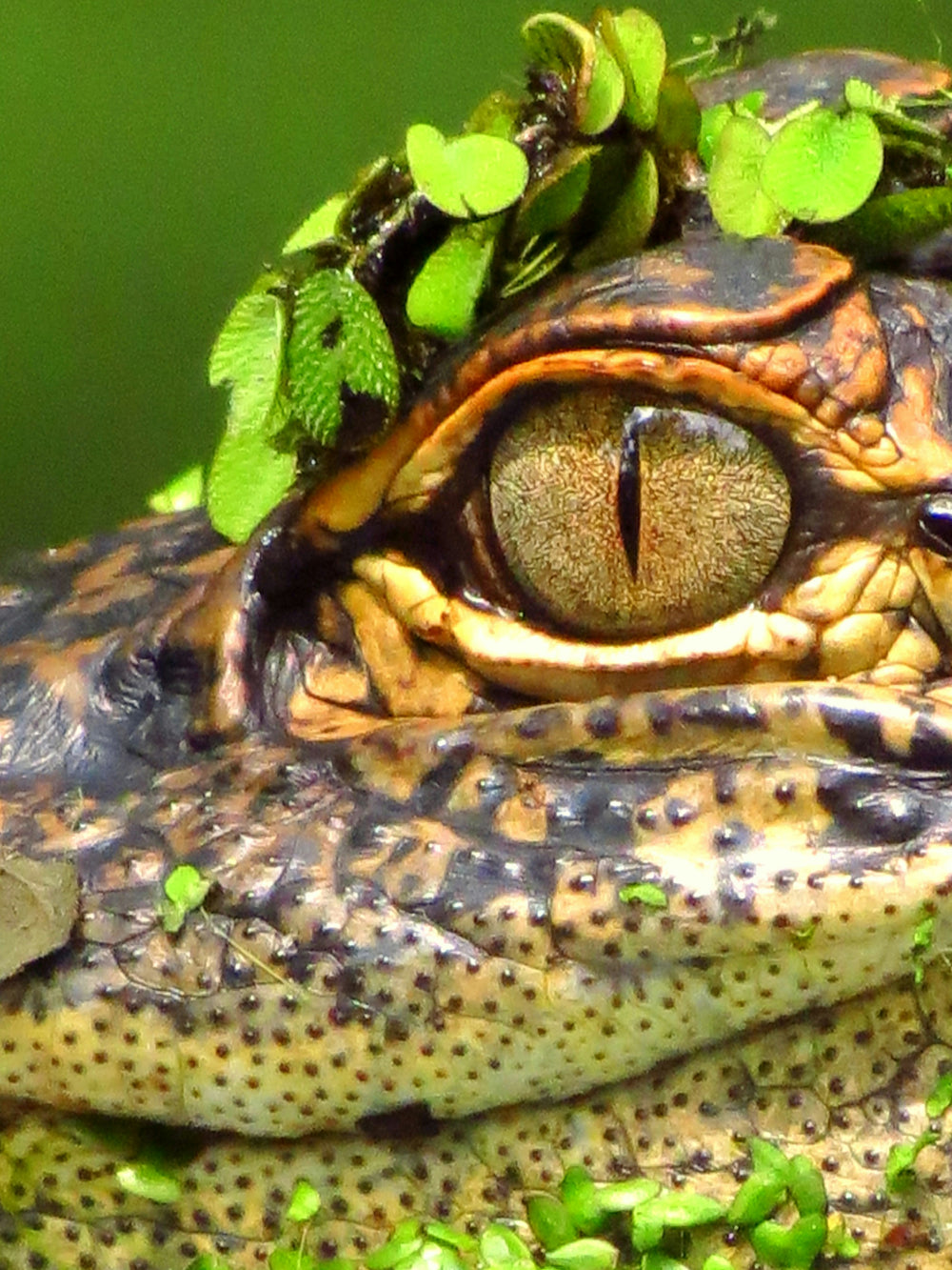 This is a closeup photo of a Crocodile Eye that inspired the matching bracelet.