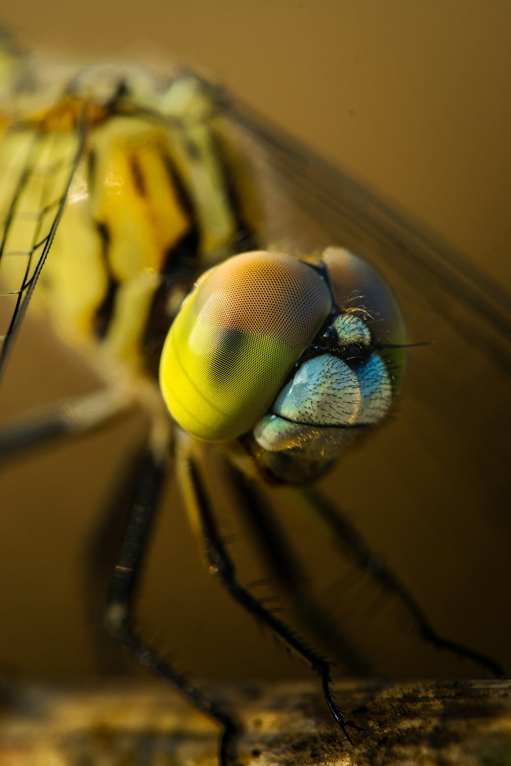 This is a closeup photo of a dragonfly's eyes that inspired the corresponding earrings.