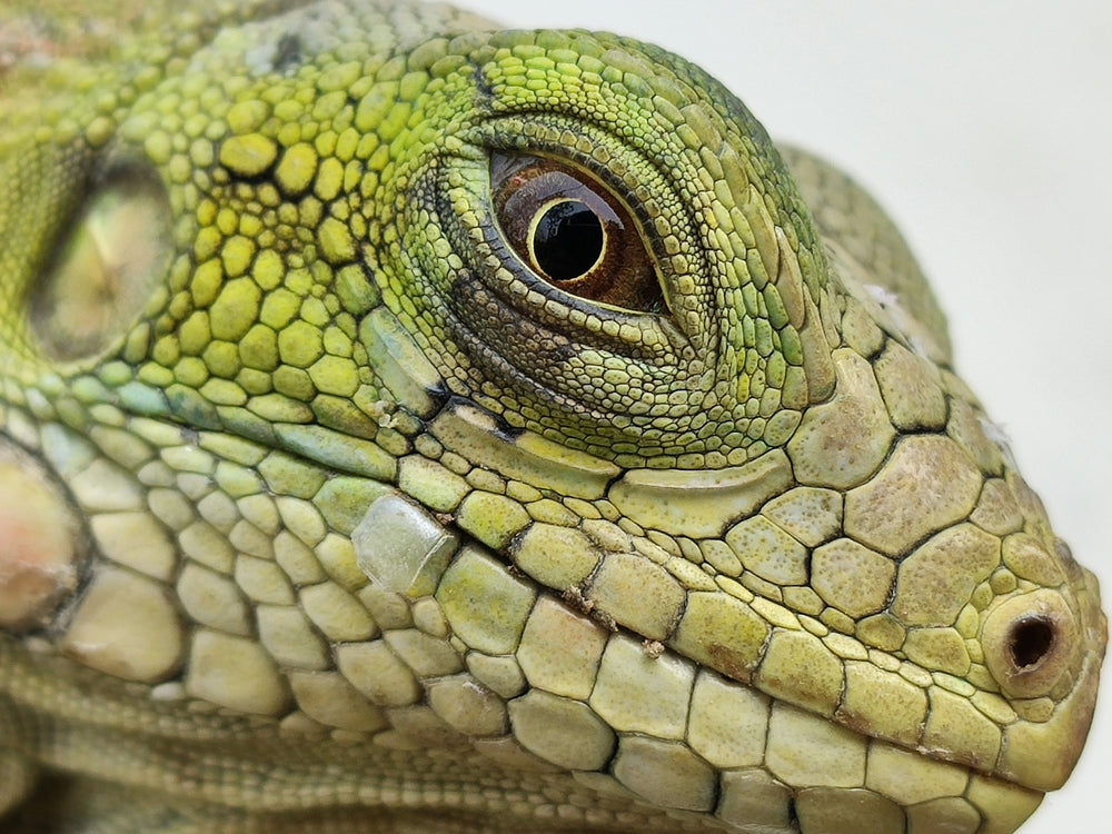 This is a closeup photo of an Iguana's eye that inspired the corresponding bracelet.