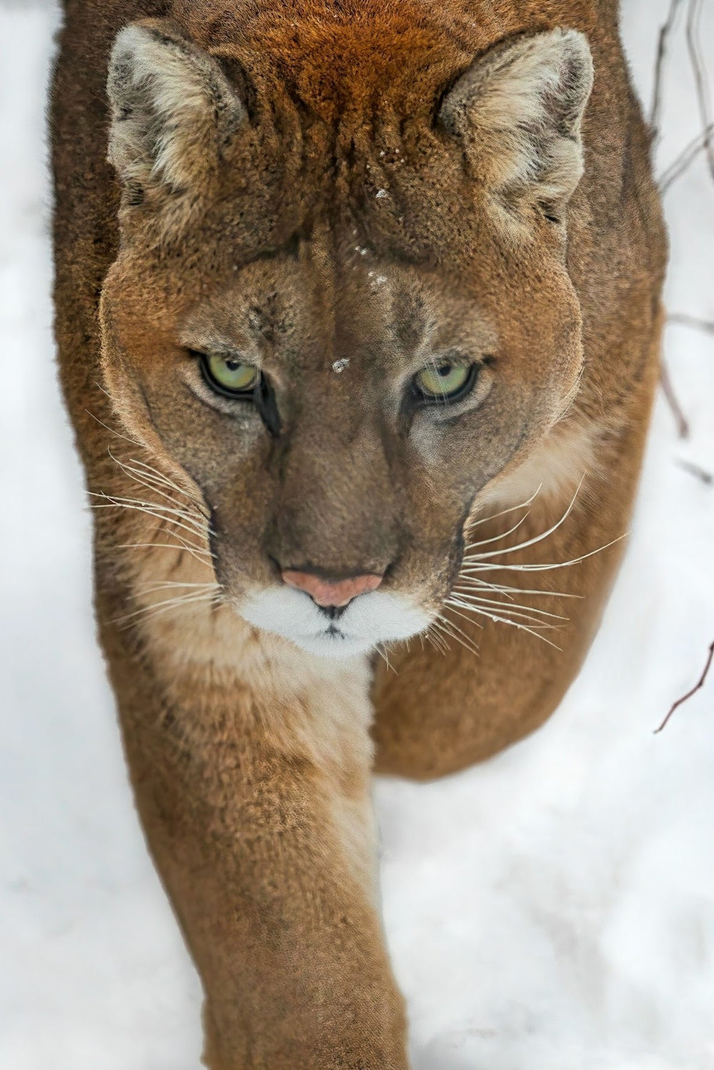 This is a photo of a Mountain Lion's intense stare that inspired the corresponding necklace.