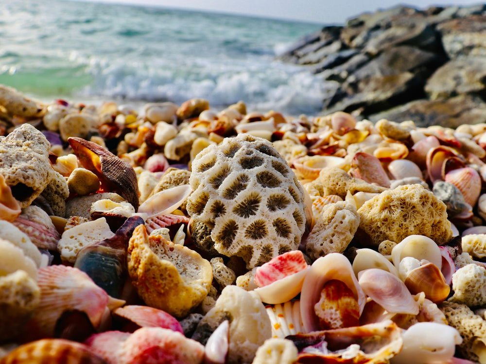 This is a photo of seashells and coral that inspired the corresponding necklace.
