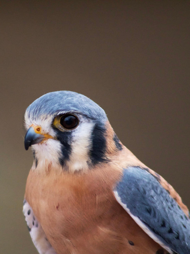 This is a picture of the American Kestrel that inspired the color pallet for the American Kestral Button Bracelet.     