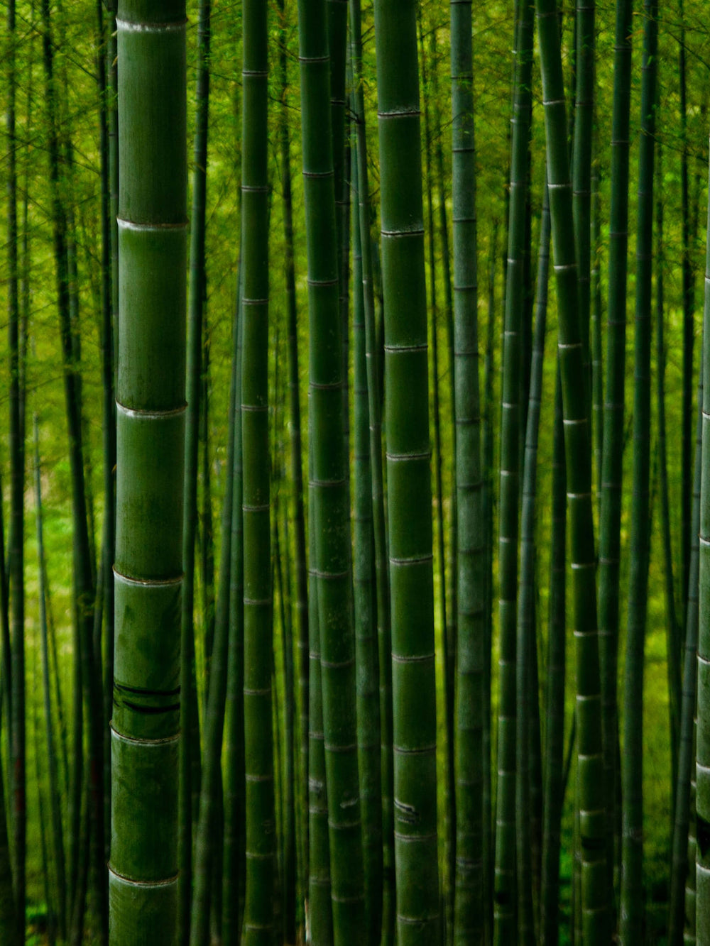 This is a picture of a bamboo forest that inspired the colors and textures of the Bamboo Herringbone Earrings.