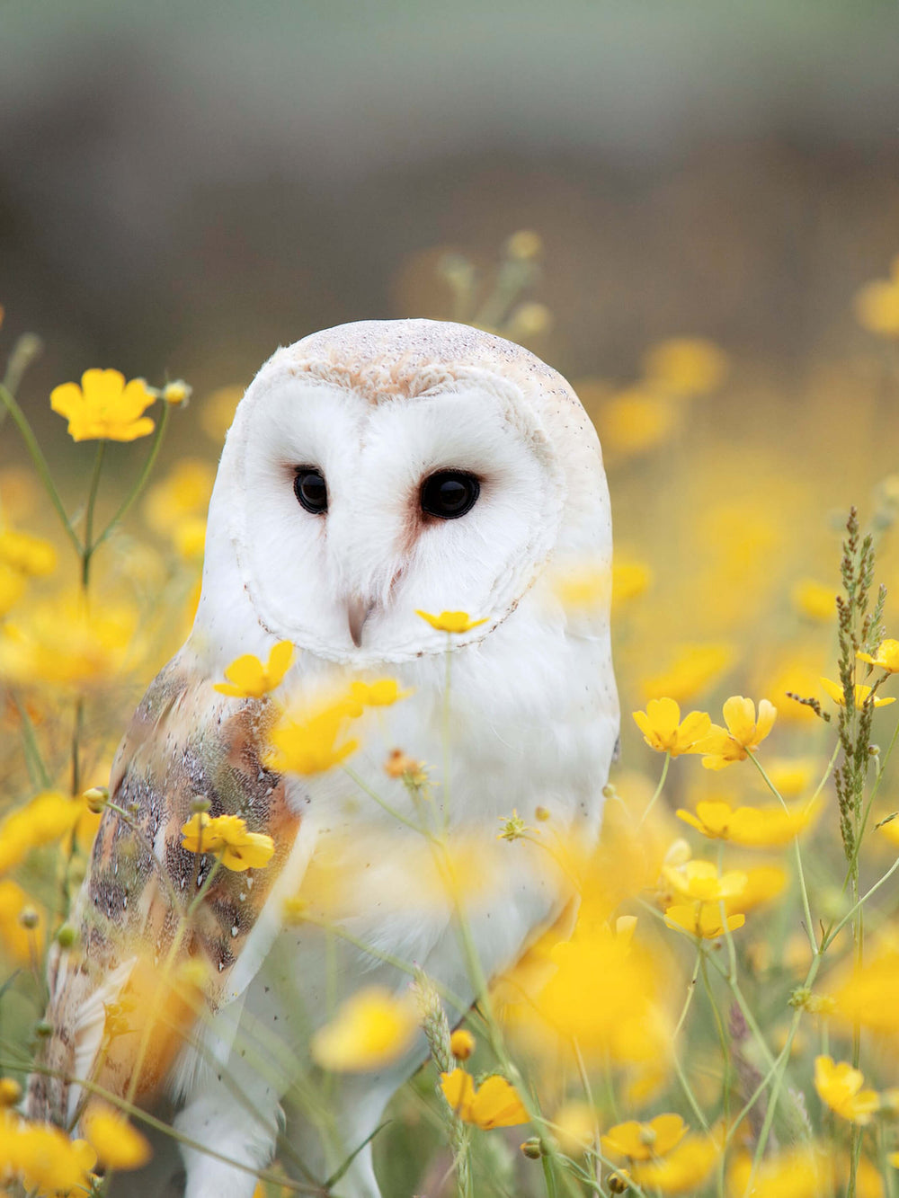 This is a picture of a Barn Owl that inspired the color pallet for the Barn Owl earrings. 