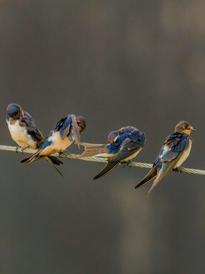 This is a photo of 4 Barn Swallows on a perch that inspired the corresponding earrings. 