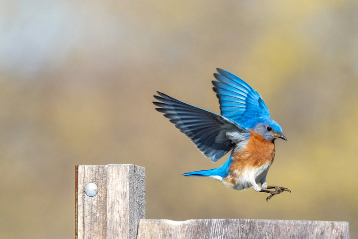 This is a photo of the photo that inspired the Blue Brid in Flight Bracelet 