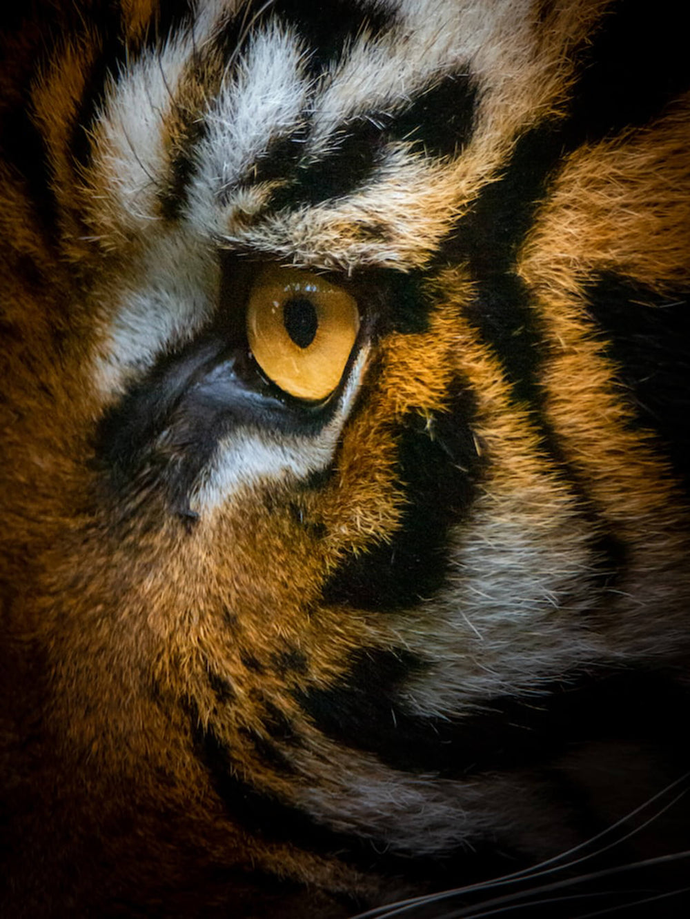 This is a close-up photo of a tiger's eye, facial patterns and colors that inspired the Eye of the Tiger Bracelet.  