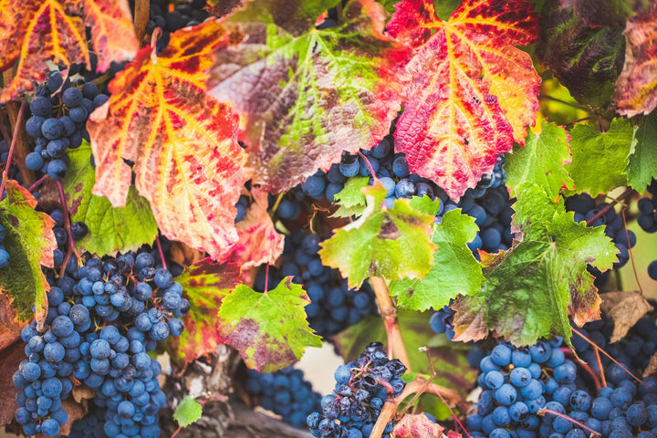 This is a photo of clustered grapes and vibrant leaves that inspired the Grape Cluster Earrings.  