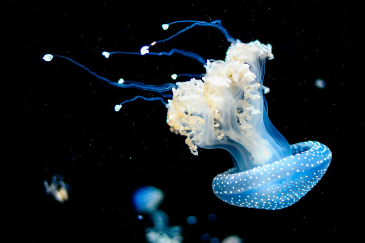 This is a photo of the beautiful Jellyfish that inspired the corresponding earrings.  