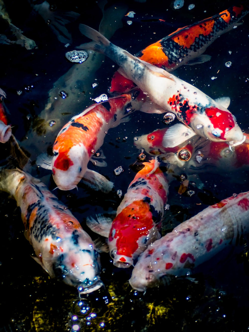 This is a picture of multicolored Koi Fish that inspired the earrings.  