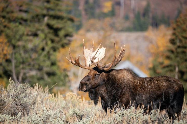 This is a photo of a Bull Moose in Wyoming that inspired the corresponding bracelet.  