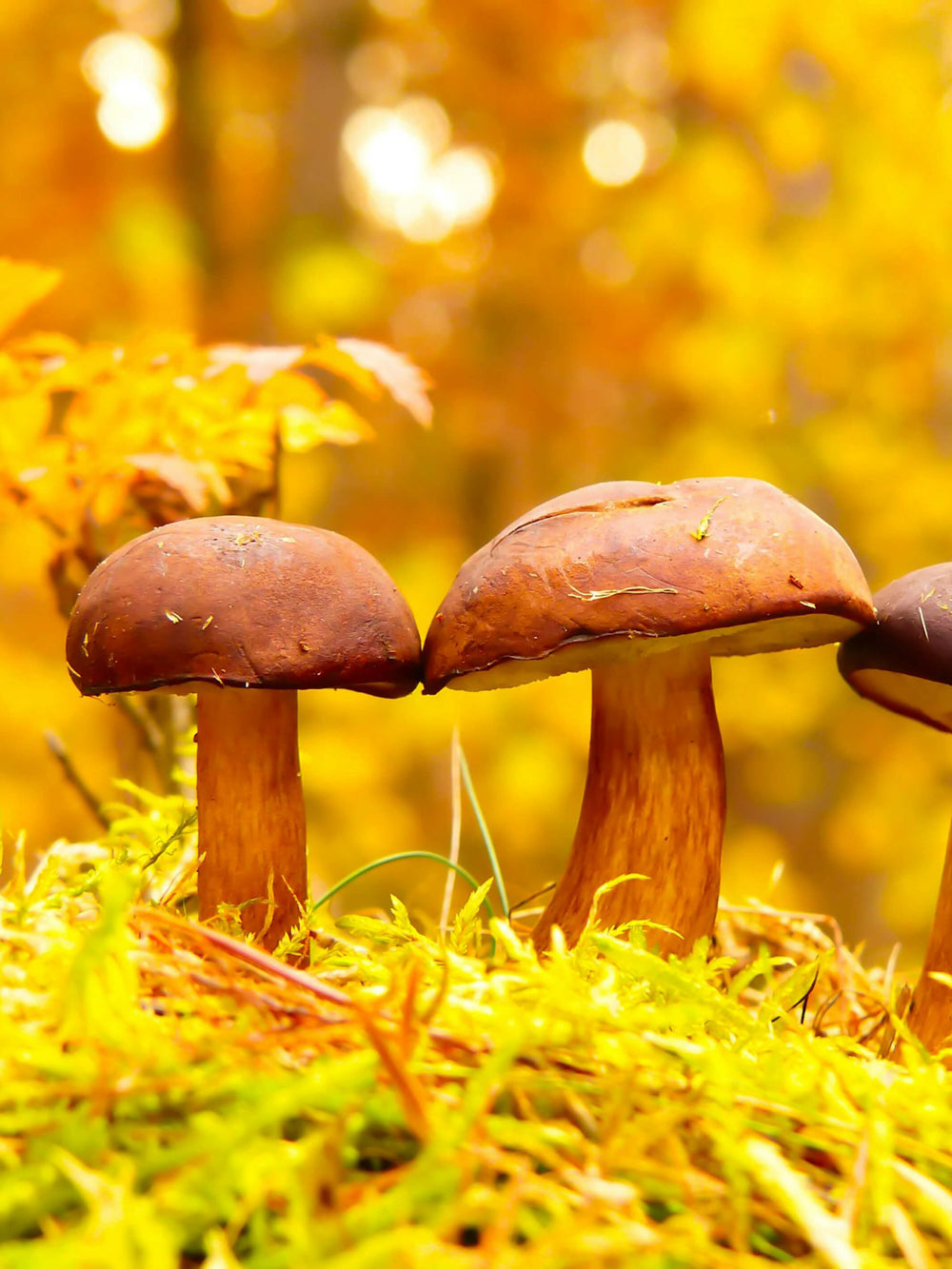 This is a picture of brown mushrooms and a yellow forest that inspired the Mushroom Earrings.