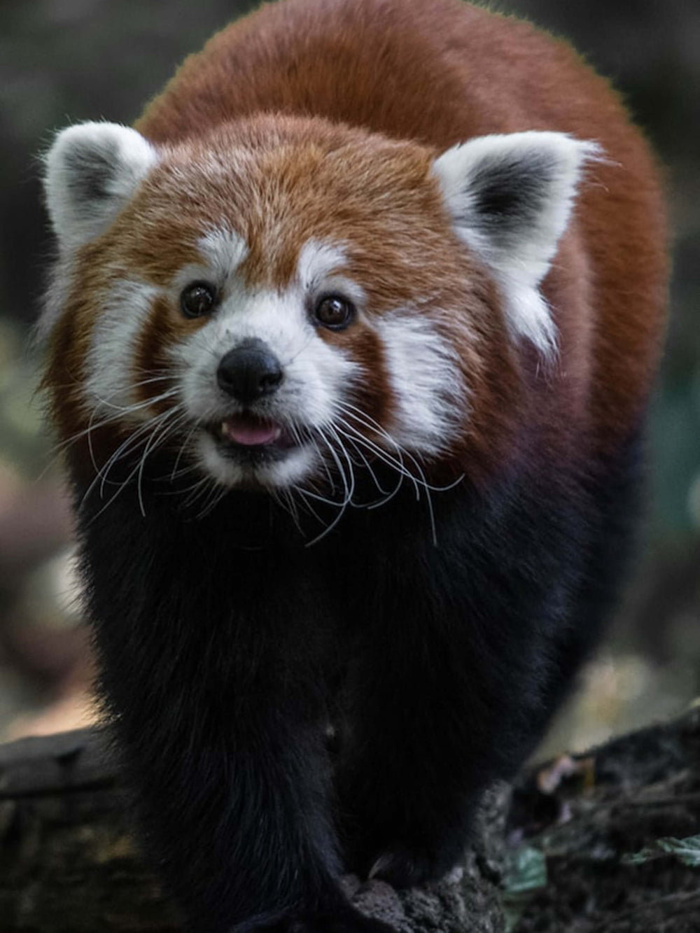 This is a photo of a red Panda that inspired the bracelet. 
