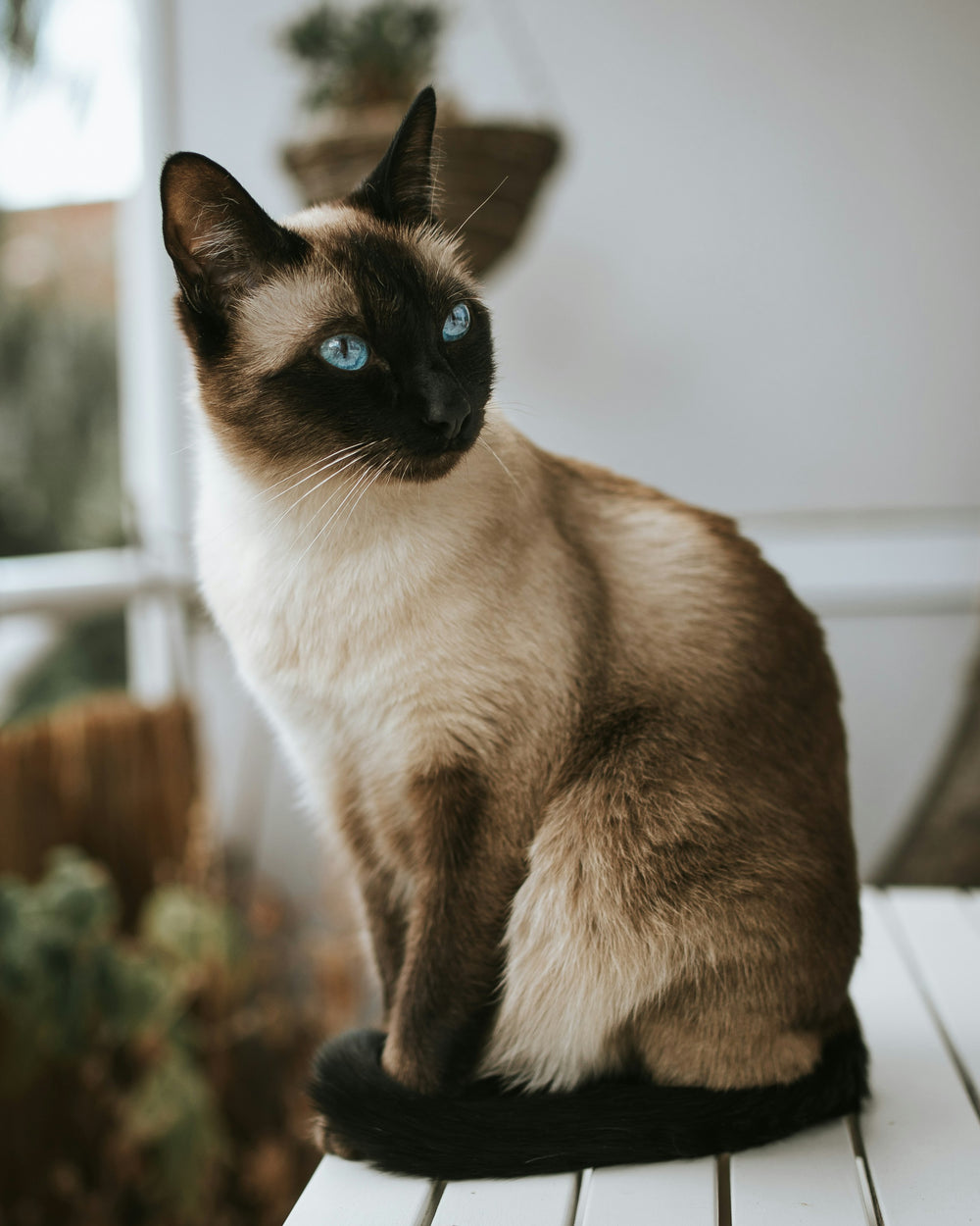This is a photo of a Siamese Cat that inspired color palette for the hoop earrings.