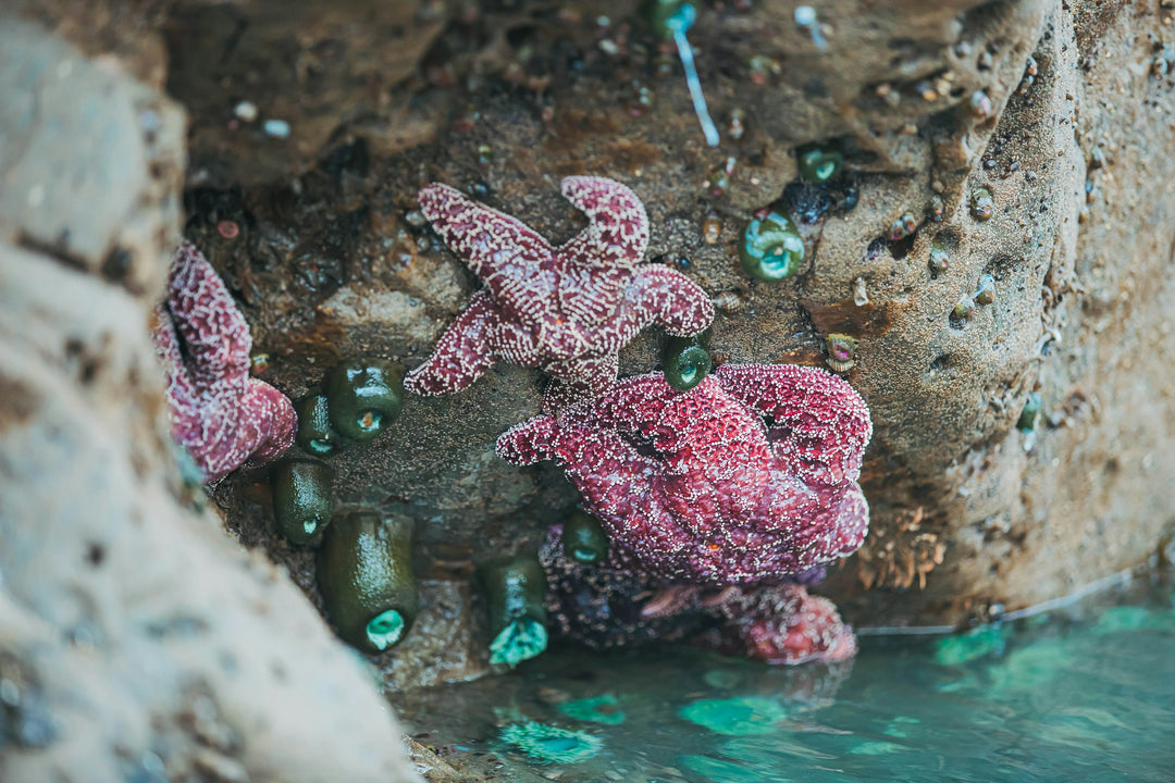 This is a photo a Starfish clinging to a rock on the coast in Washington State. This is the photo that inspired the corresponding bracelet.  