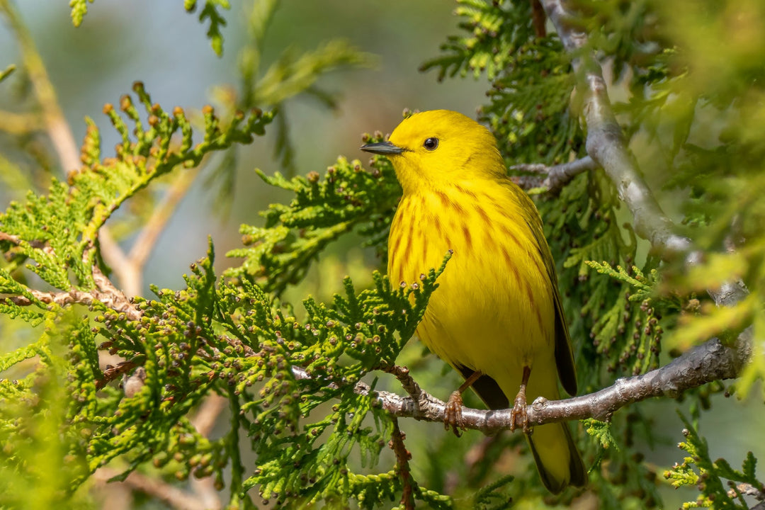 This is a photo of a Yellow Warbler that inspired the corresponding earrings.    