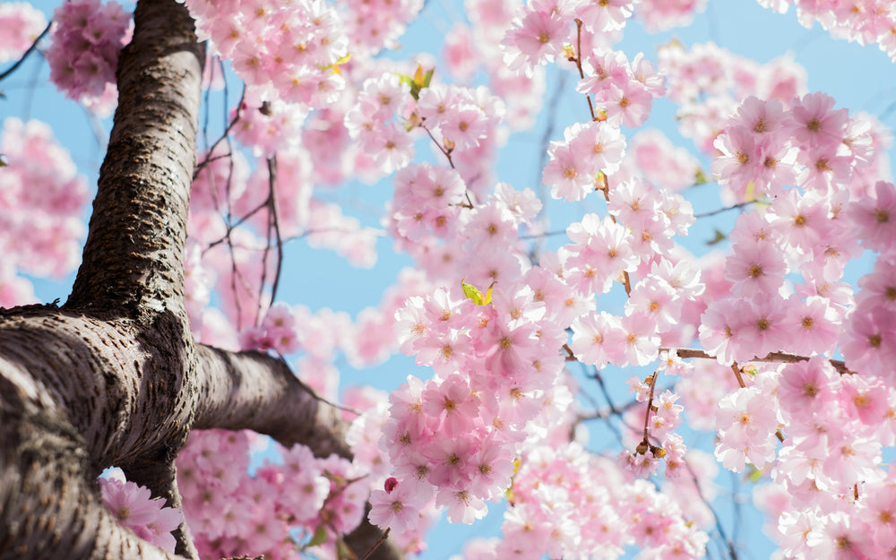 This is a photo of Cherry Blossoms that inspired the Cherry Blossom Bracelet.